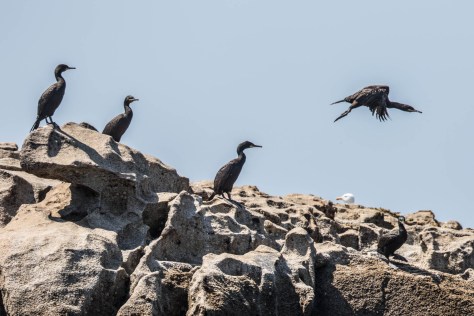 cormoranes-6595