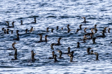 cormoranes-6831