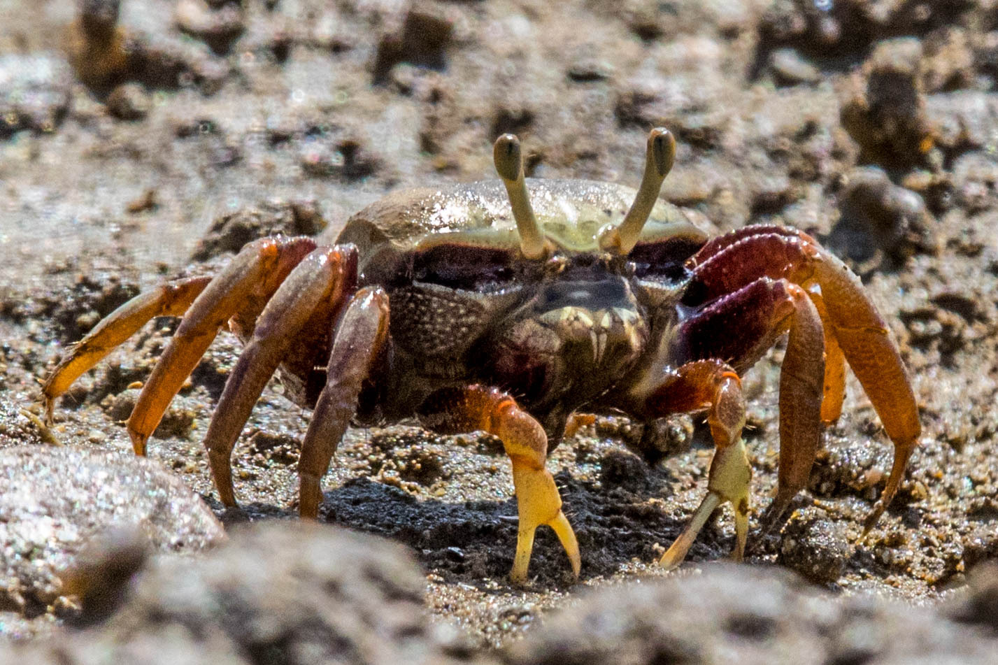 crab-7565