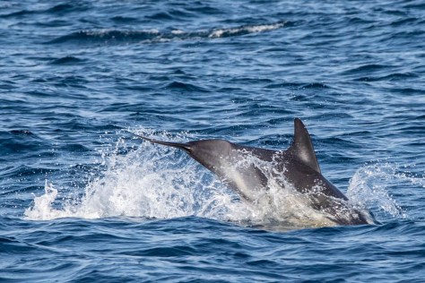 dolphin-7969