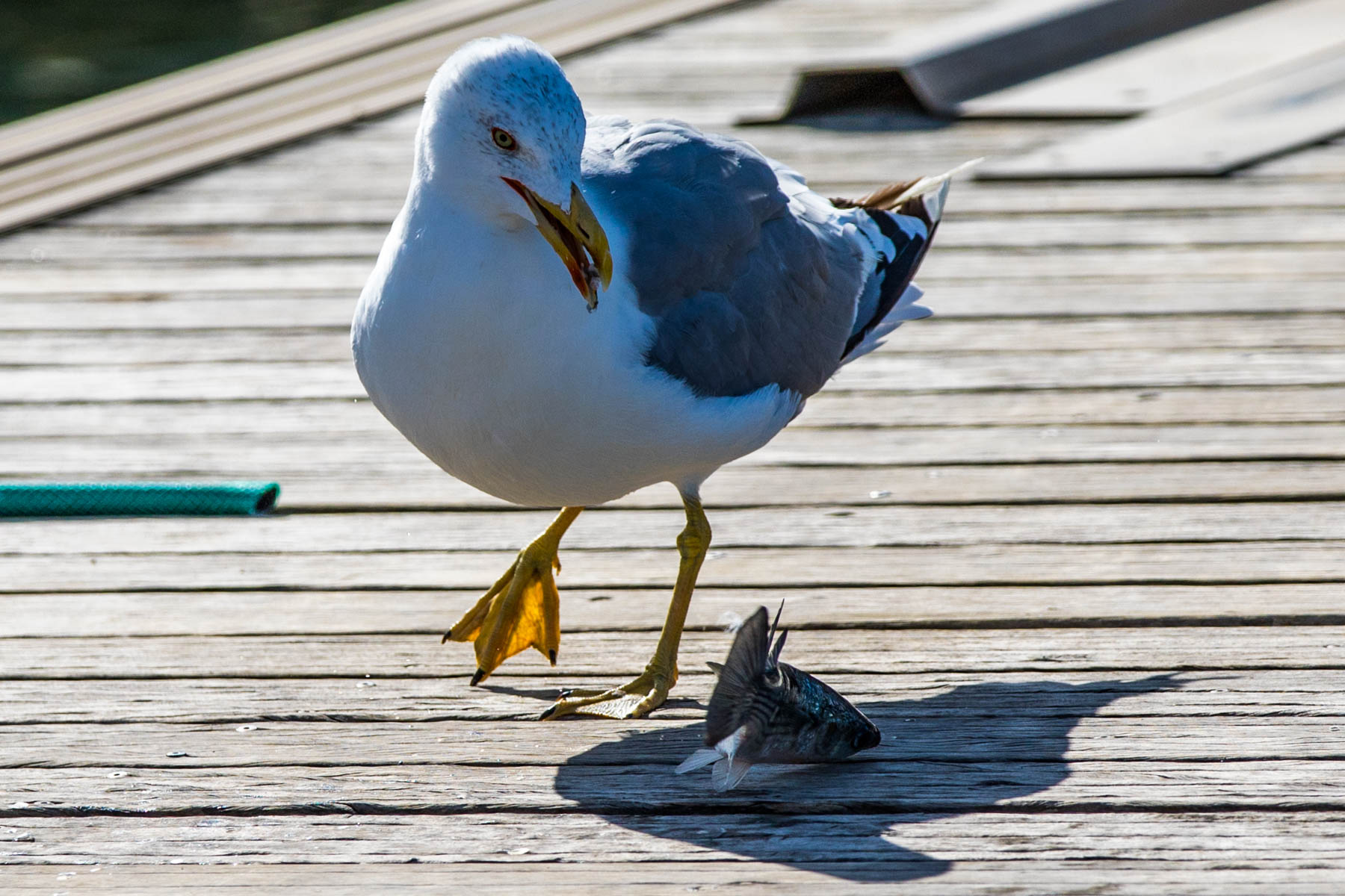 Mittelmeermöve-7626