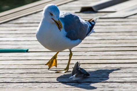 Mittelmeermöve-7626