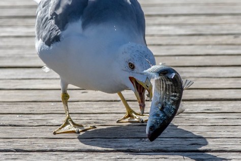 Mittelmeermöve-7627