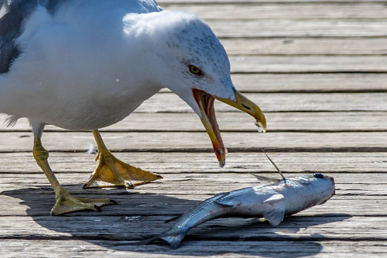 Mittelmeermöve-7628