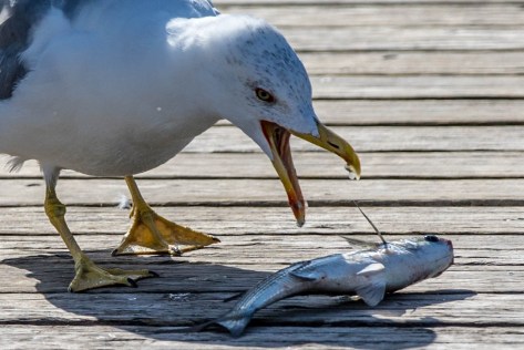 Mittelmeermöve-7628