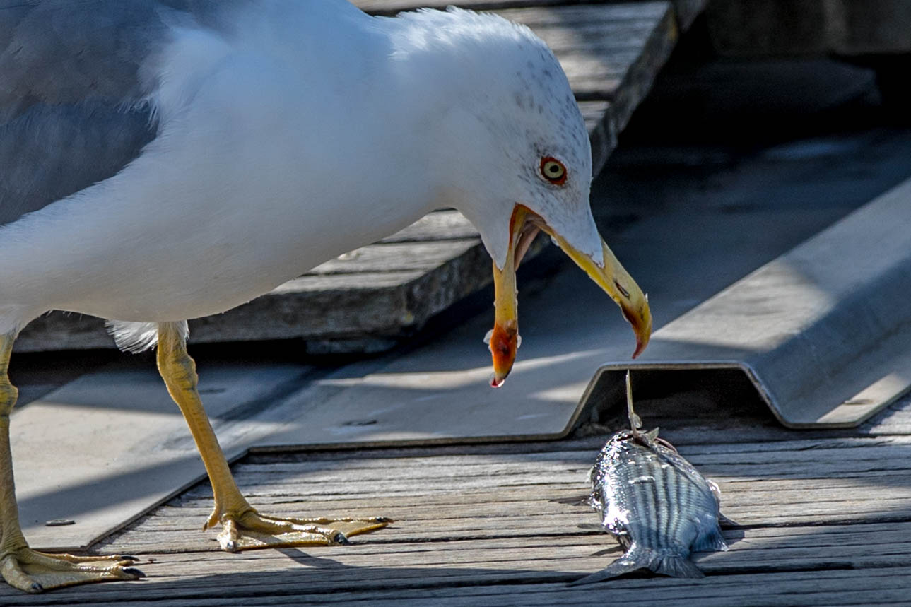 Mittelmeermöve-7672