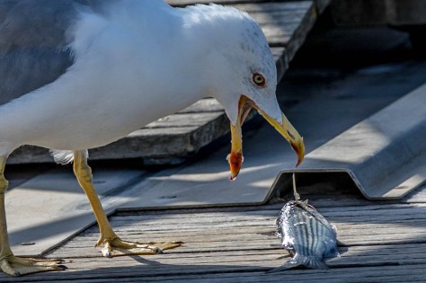 Mittelmeermöve-7672