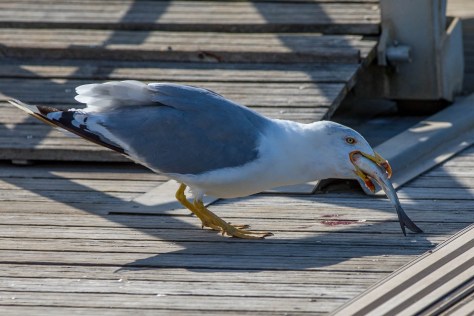 Mittelmeermöve-7686