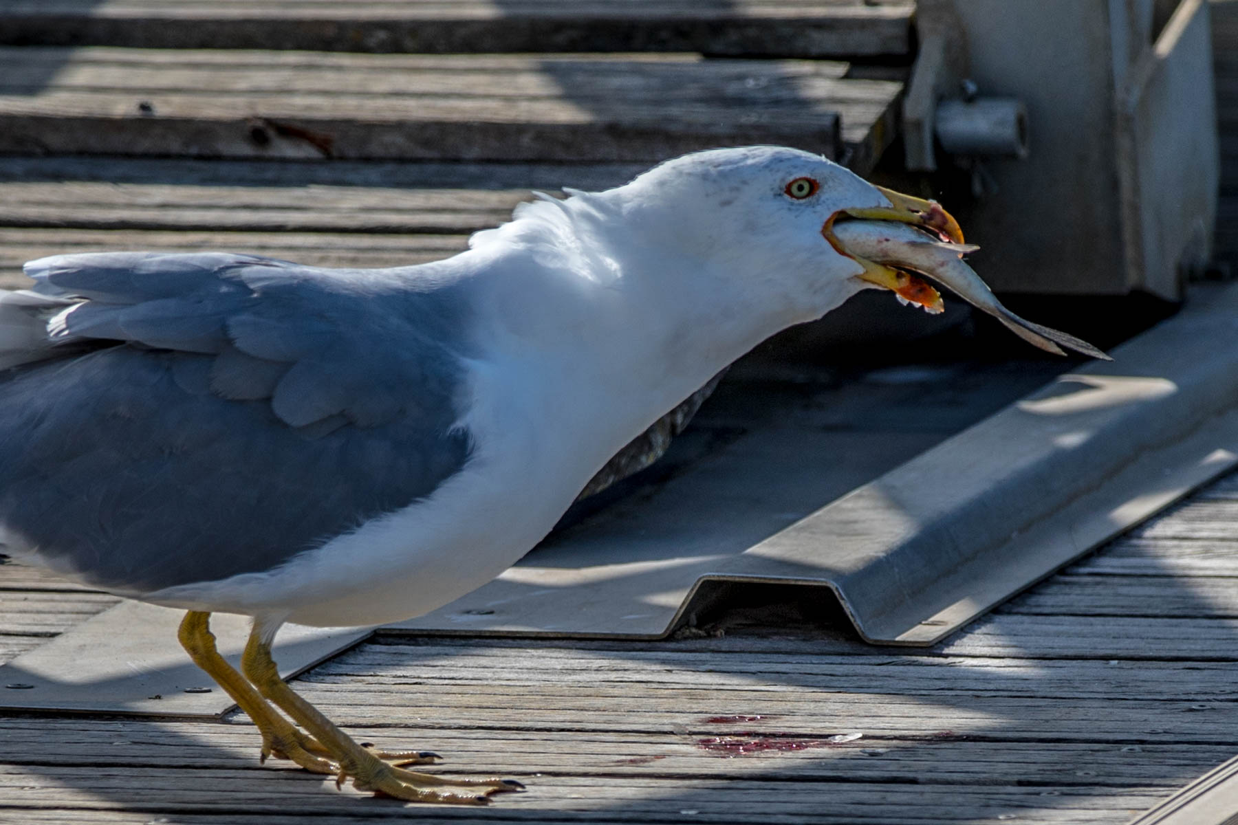 Mittelmeermöve-7687