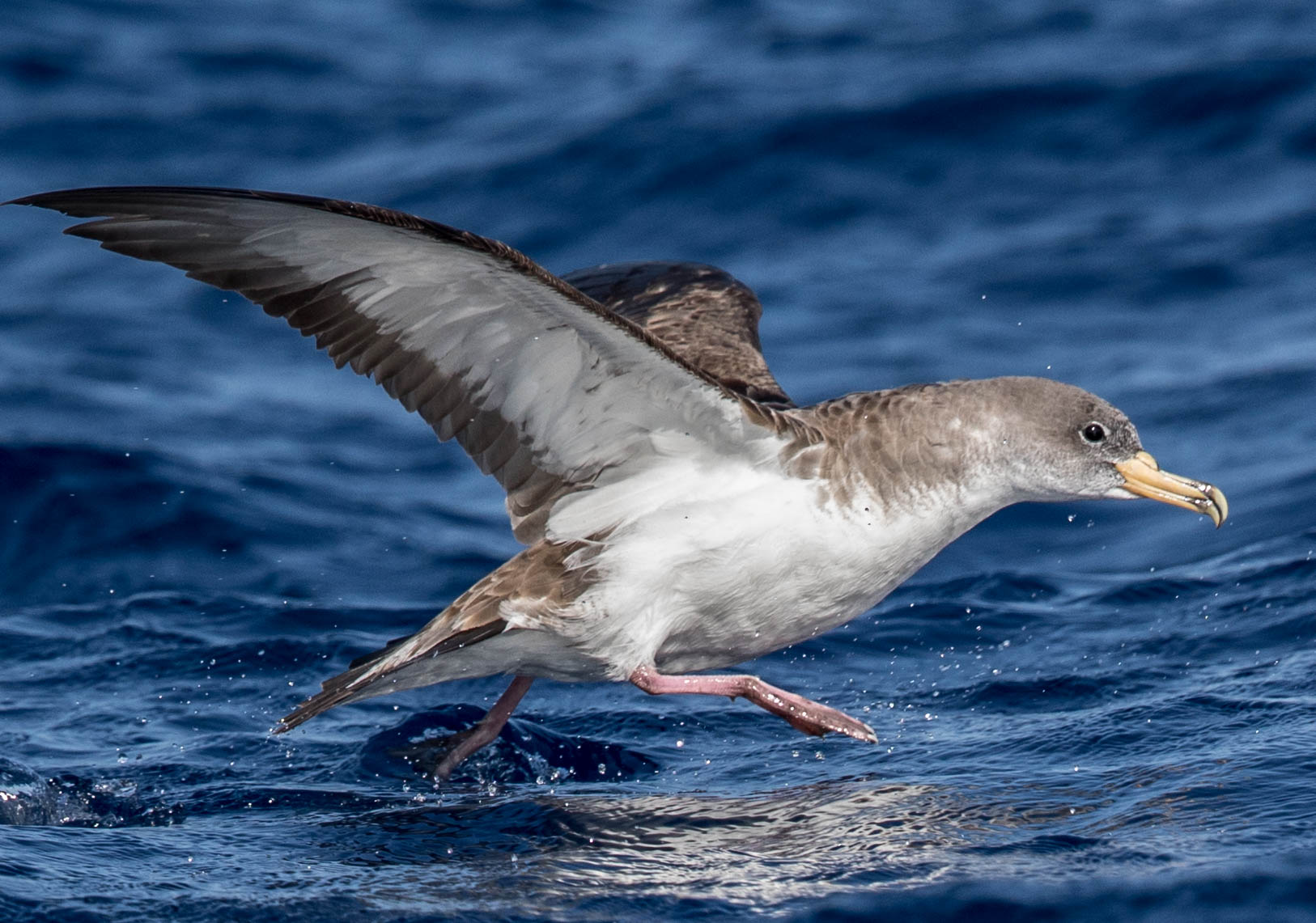 Sepiasturmtaucher-8342