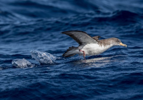 Sepiasturmtaucher-8343