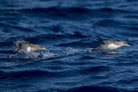 Sepiasturmtaucher-8344