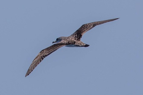 Sepiasturmtaucher-8409