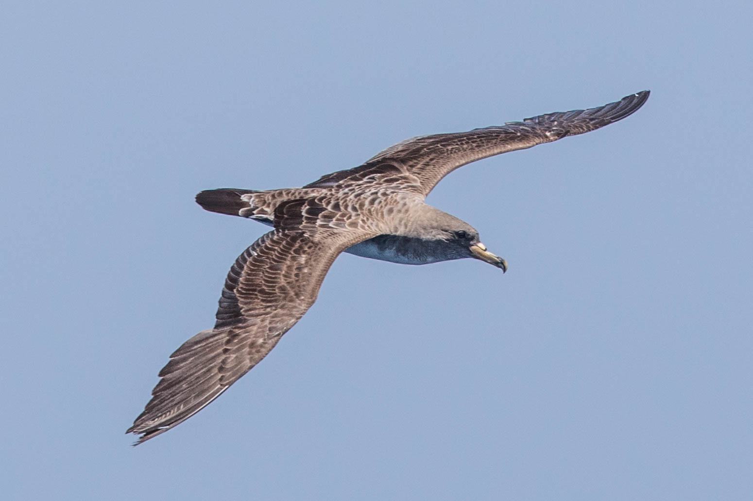 Sepiasturmtaucher-8427