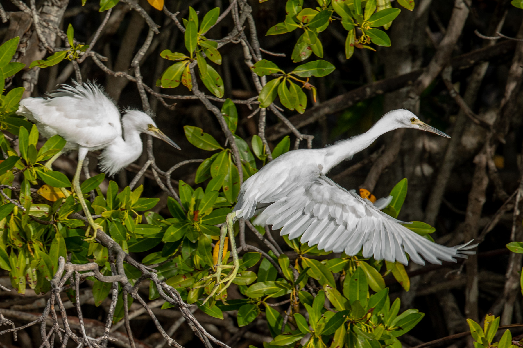 Mangroves-Bird-1858