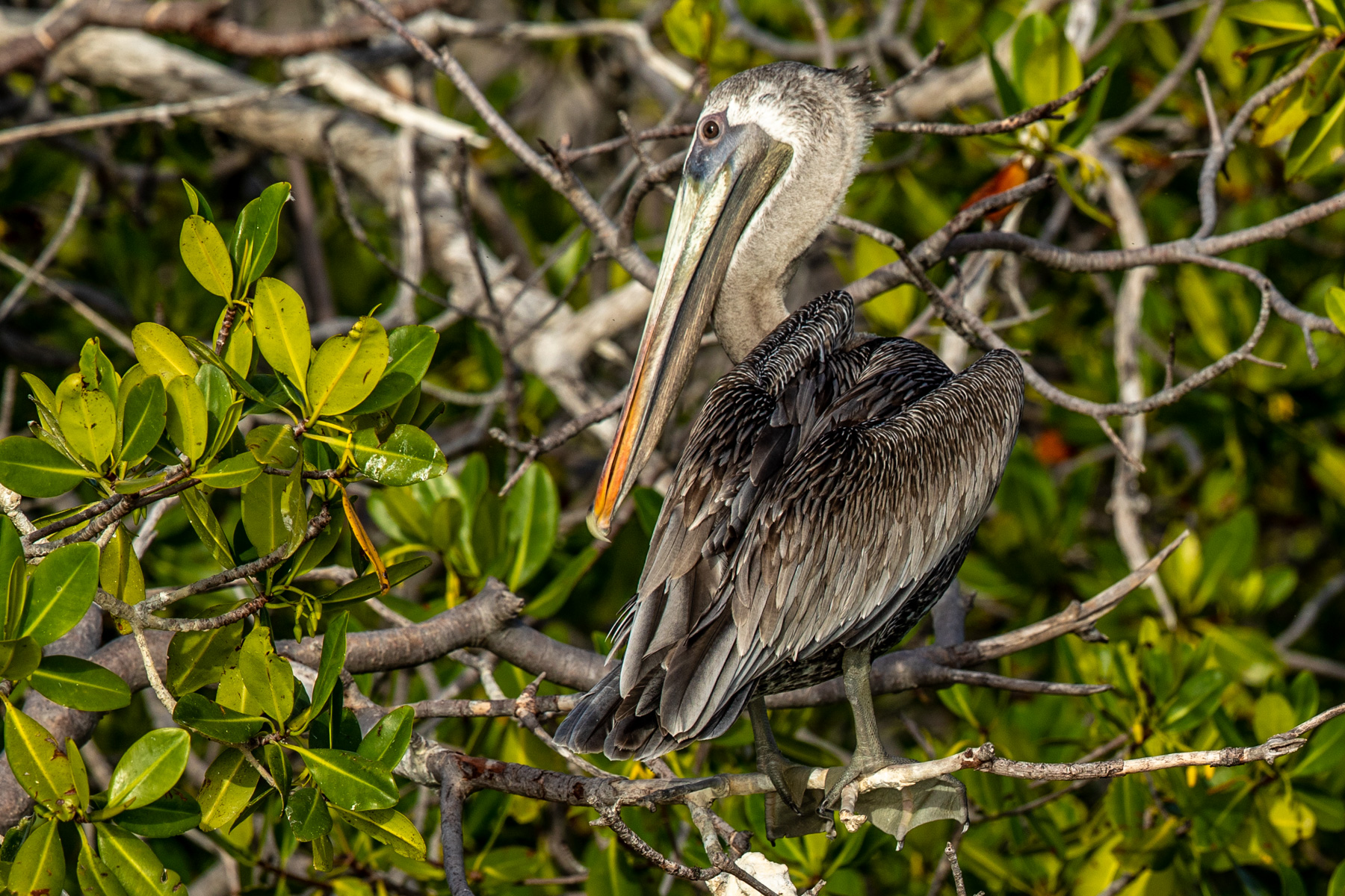 Mangroves-Bird-1869