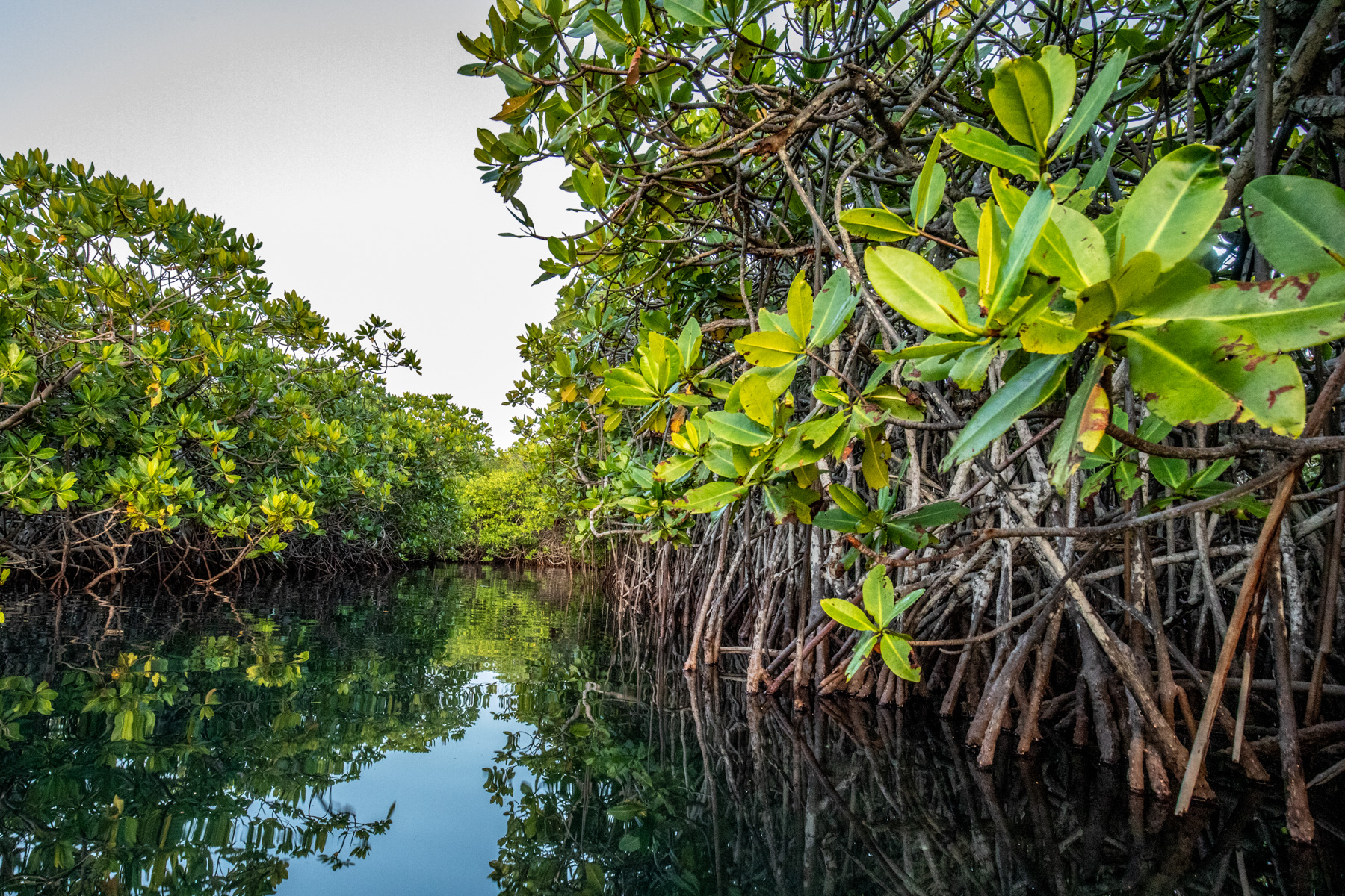 Mangroves-Bird-2052