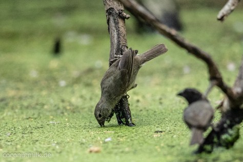 freshwater-well-9642