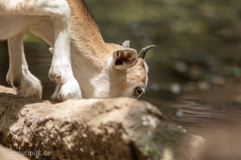 freshwater-well-9809