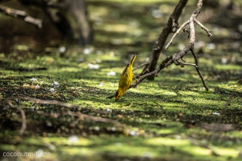 freshwater-well-9864