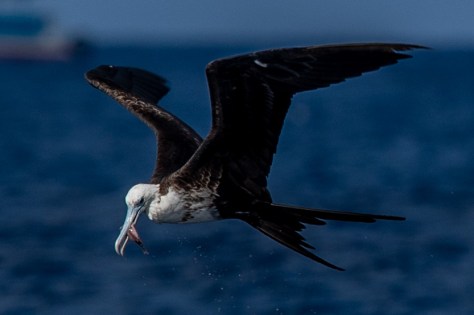 Frigatebird-2600