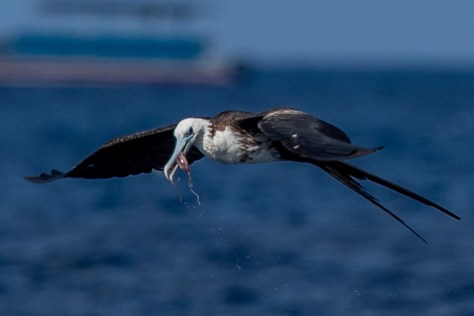 Frigatebird-2601