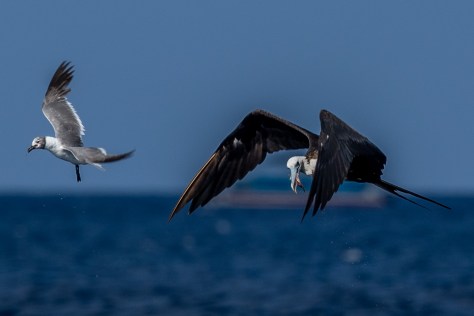 Frigatebird-2602