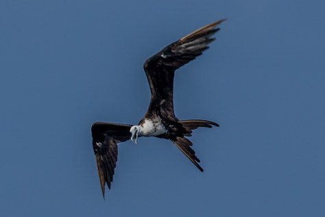Frigatebird-2605