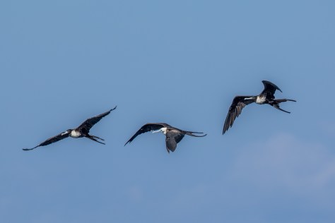 Frigatebird-2620