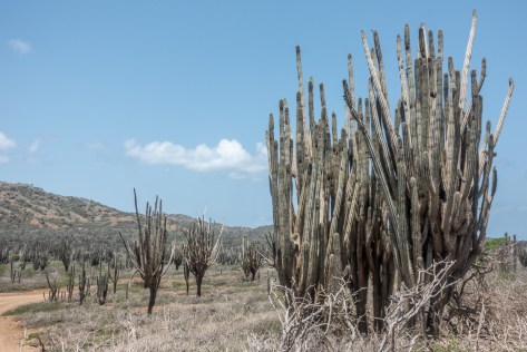 lizards cactus-09410