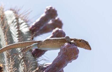 lizards cactus-2955