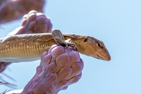 lizards cactus-2958