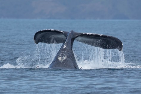 humpback wales-3917