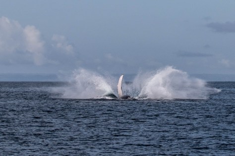 Humpback2-0511