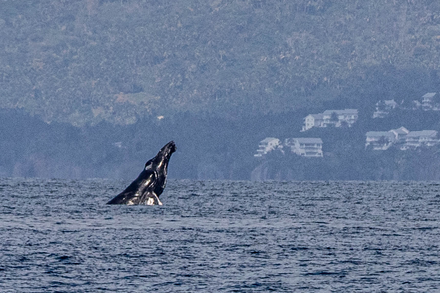 Humpback2-0543