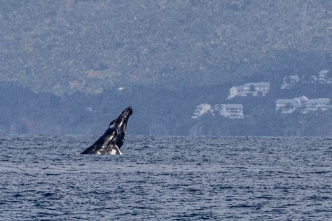 Humpback2-0543