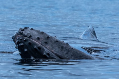 Humpback2-3056