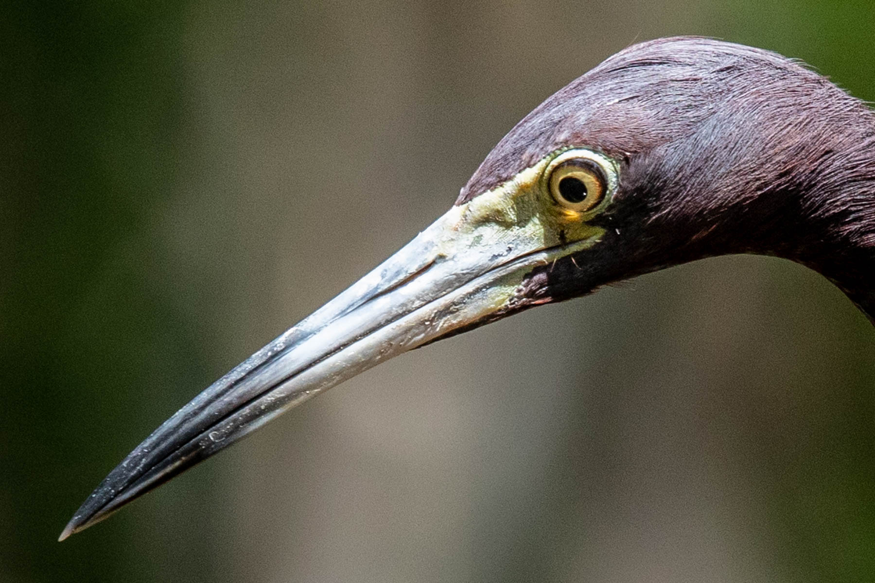 mangrove heron fish-2046