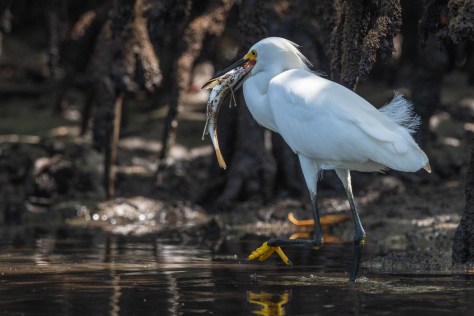 mangrove heron fish-2129