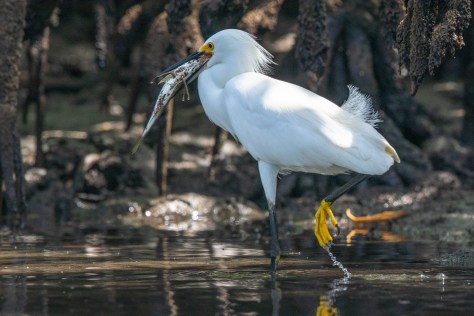 mangrove heron fish-2132