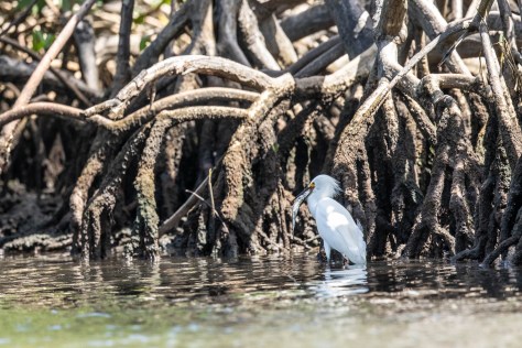 mangrove heron fish-2174
