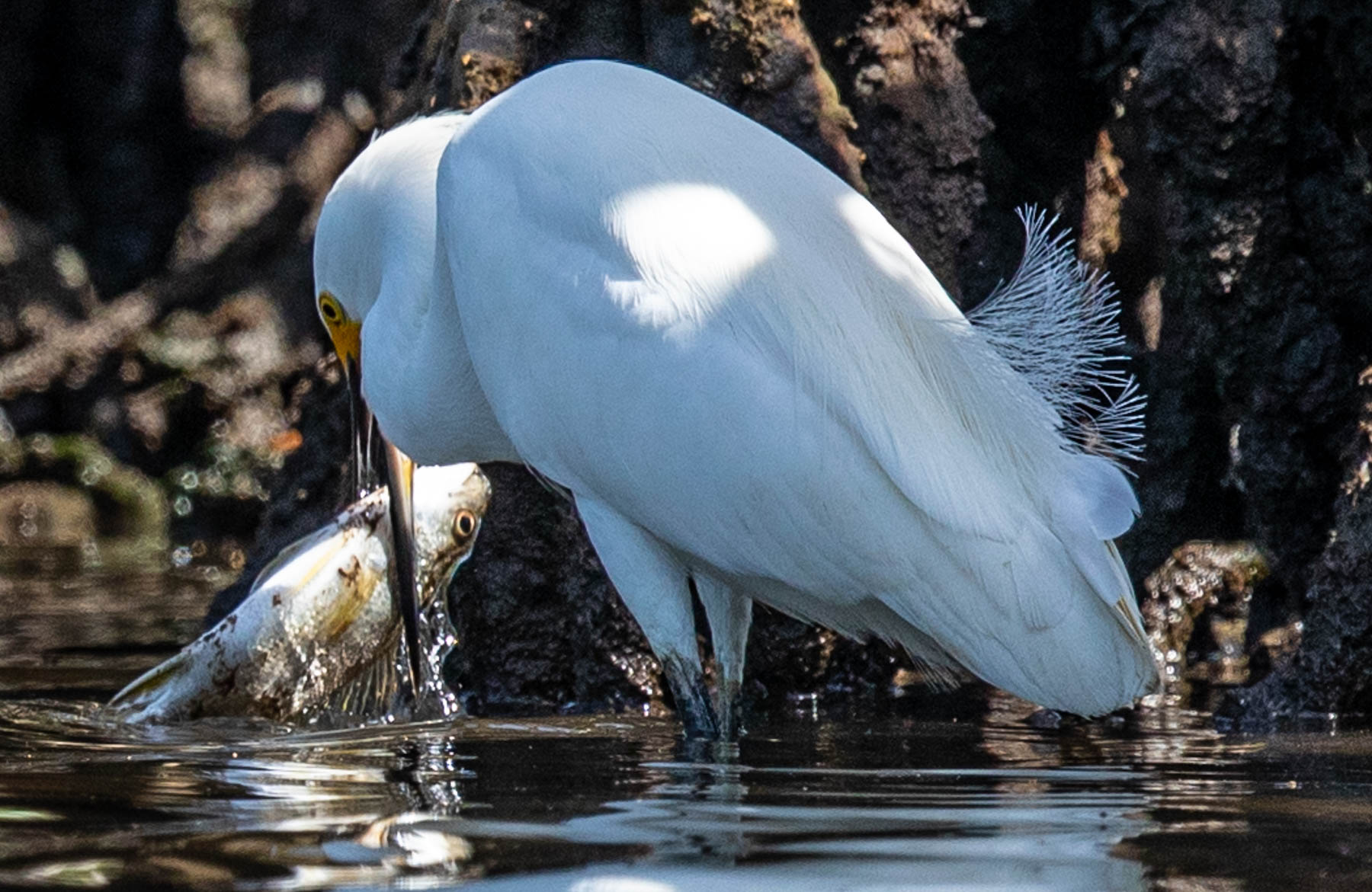 mangrove heron fish-2180