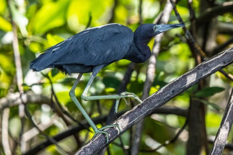 mangrove heron fish-2214