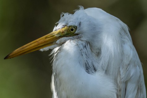 mangrove heron fish-2261